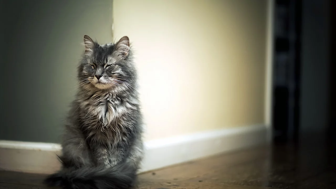 кот, животное, сидит
