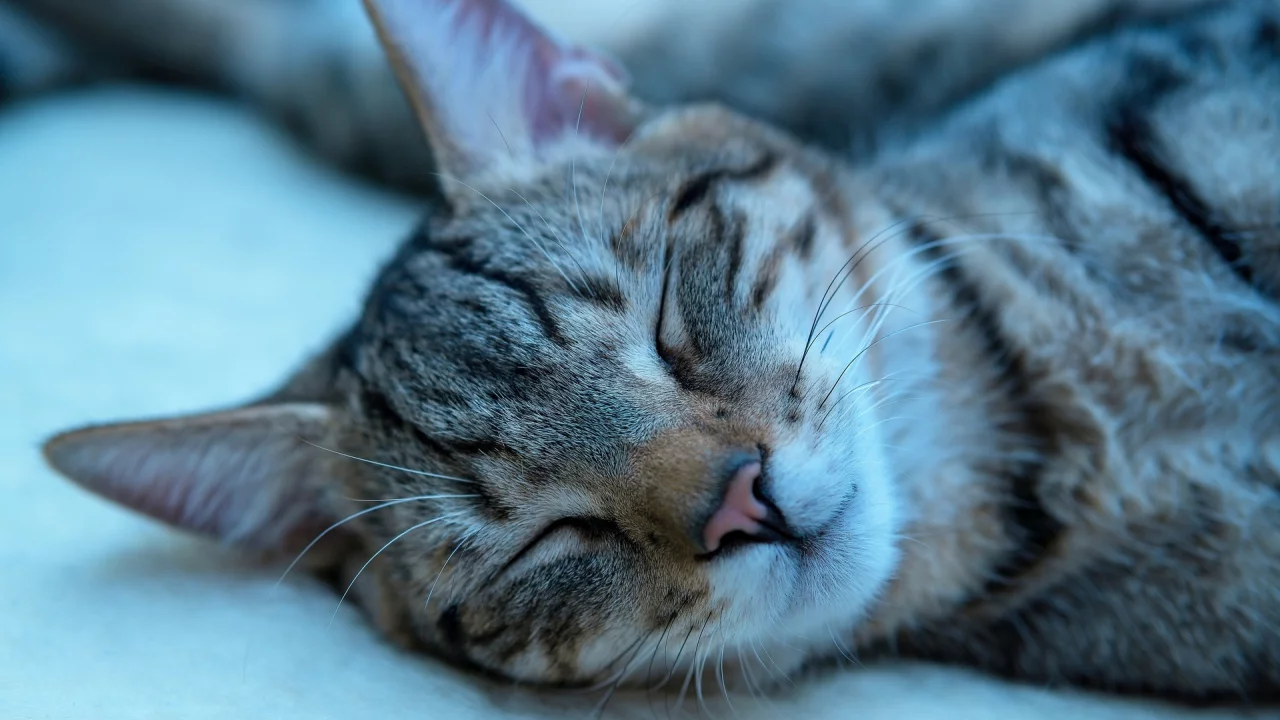 котёнок, спит, усы