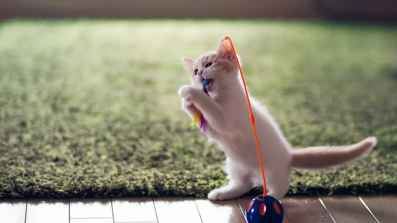 котёнок, маленький, играет