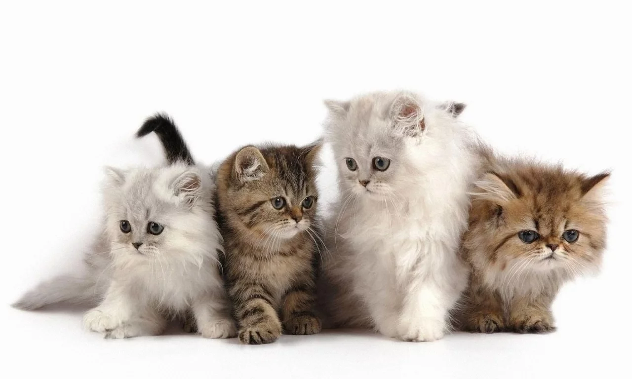 котята, животные, маленькие