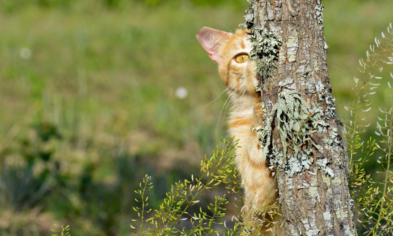 дерево, кот