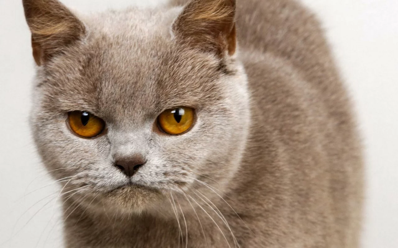 кошка, взгляд, животное
