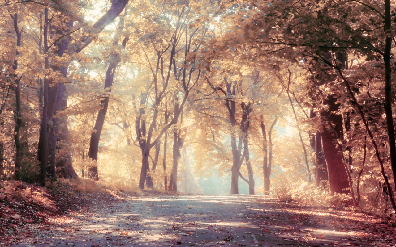 лес, деревья, дорога