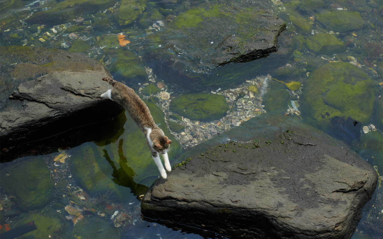 кошка, у воды, прыгает с камня на камень