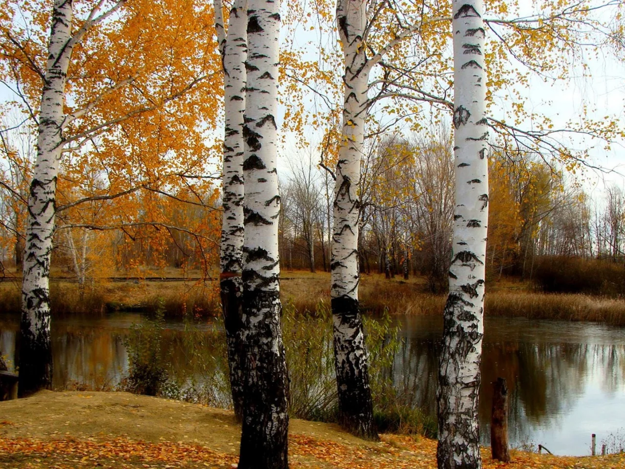 осень, берёзы, река