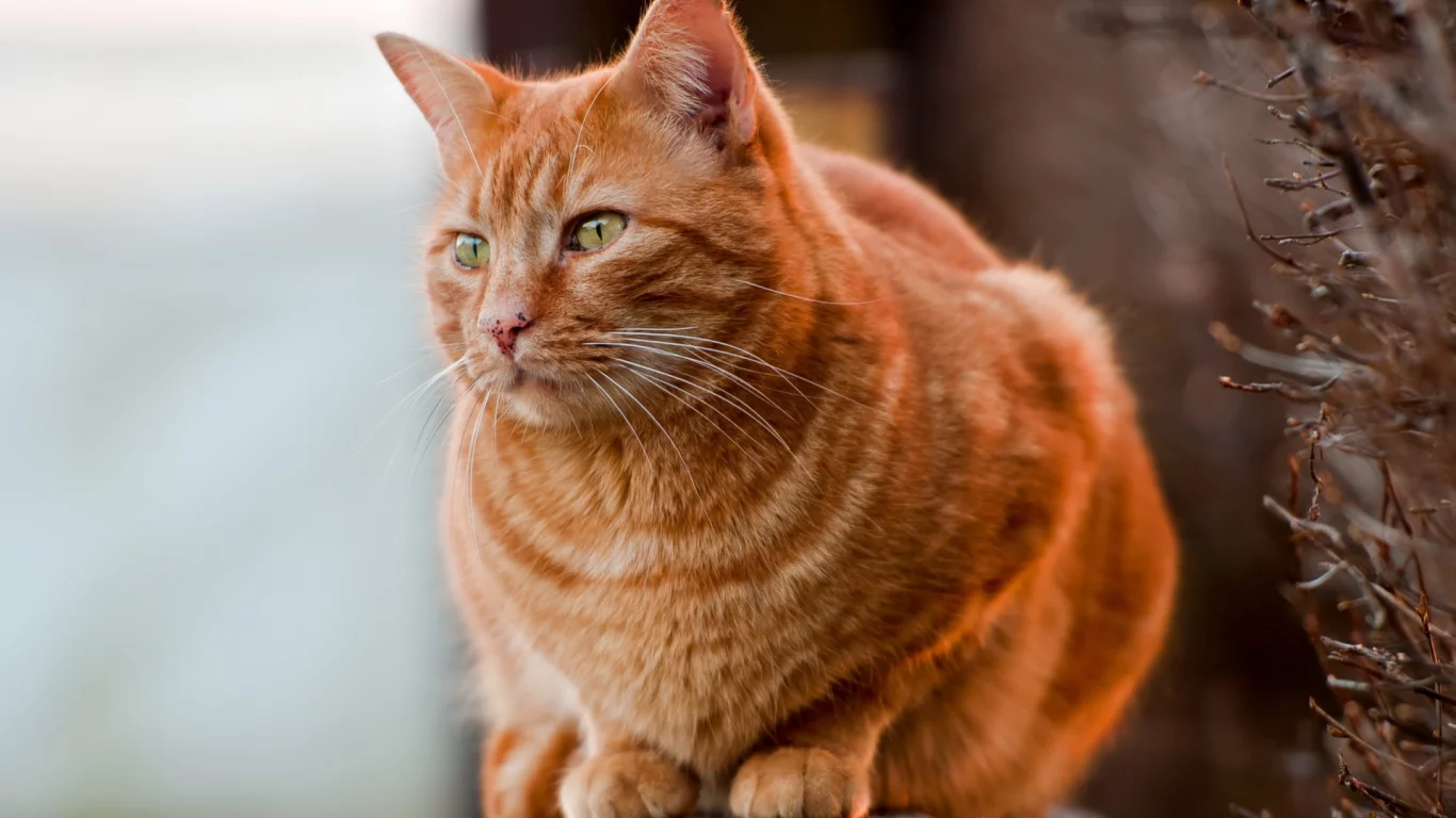кот рыжий, взгляд