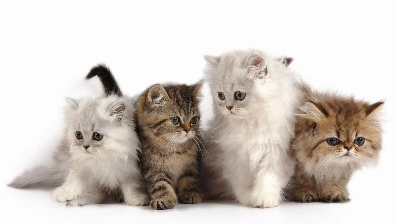 котята, животные, маленькие