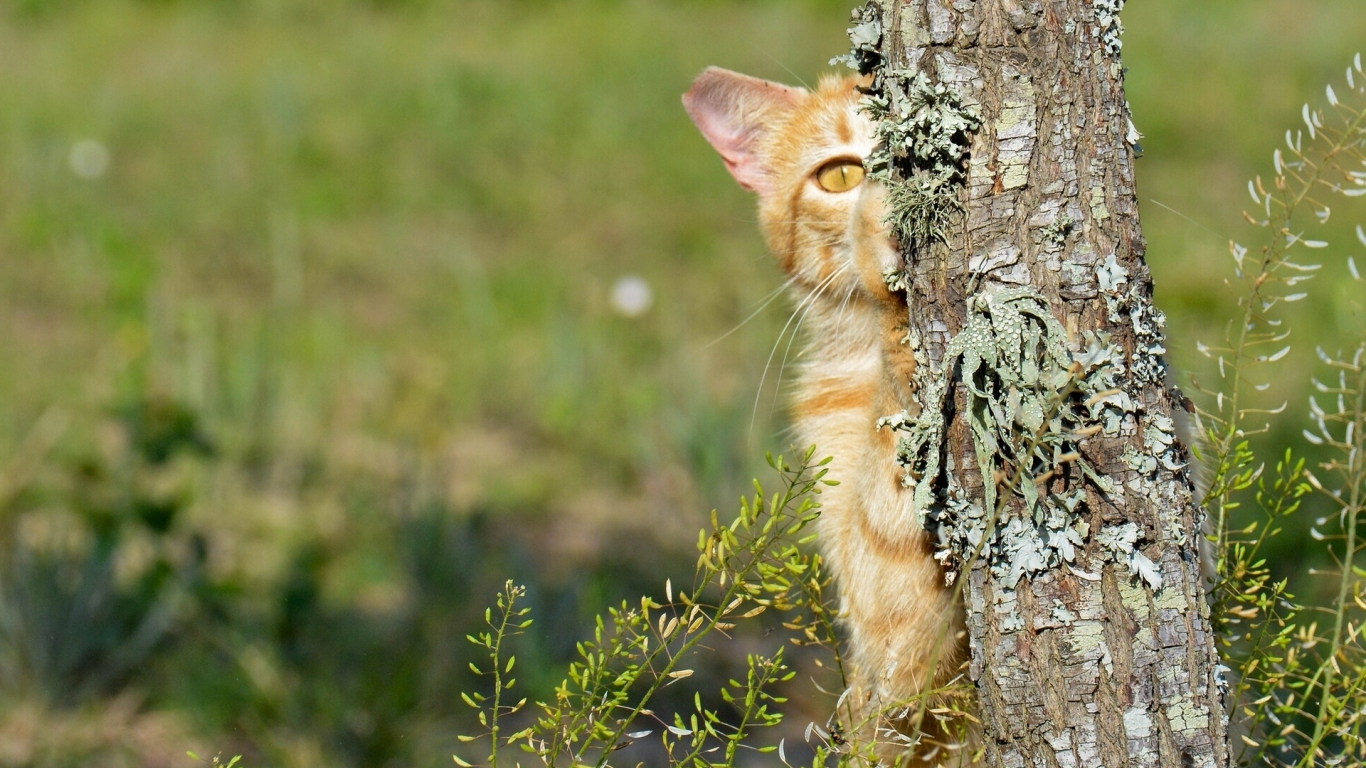 дерево, кот