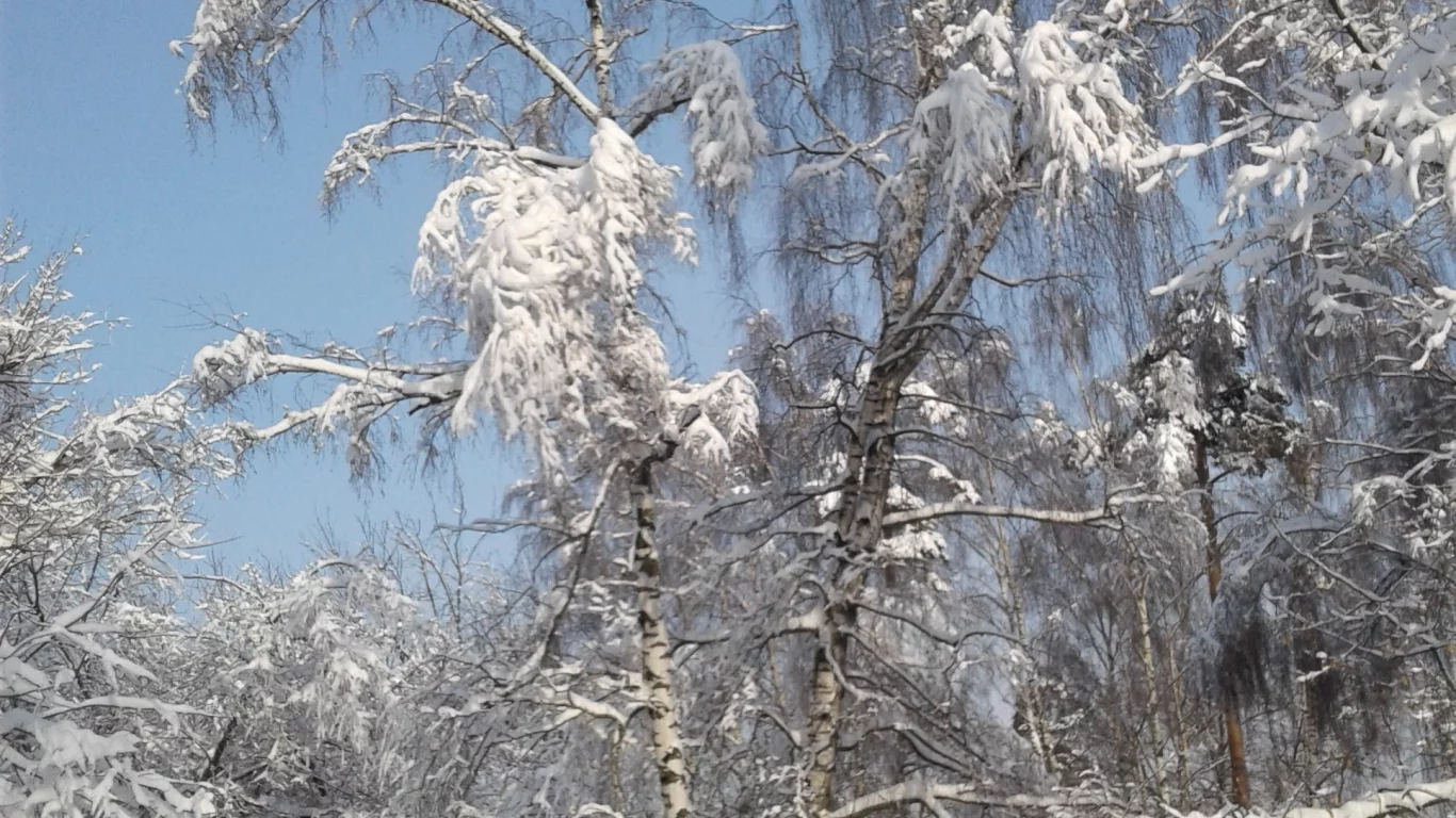 пейзаж, зима, парк