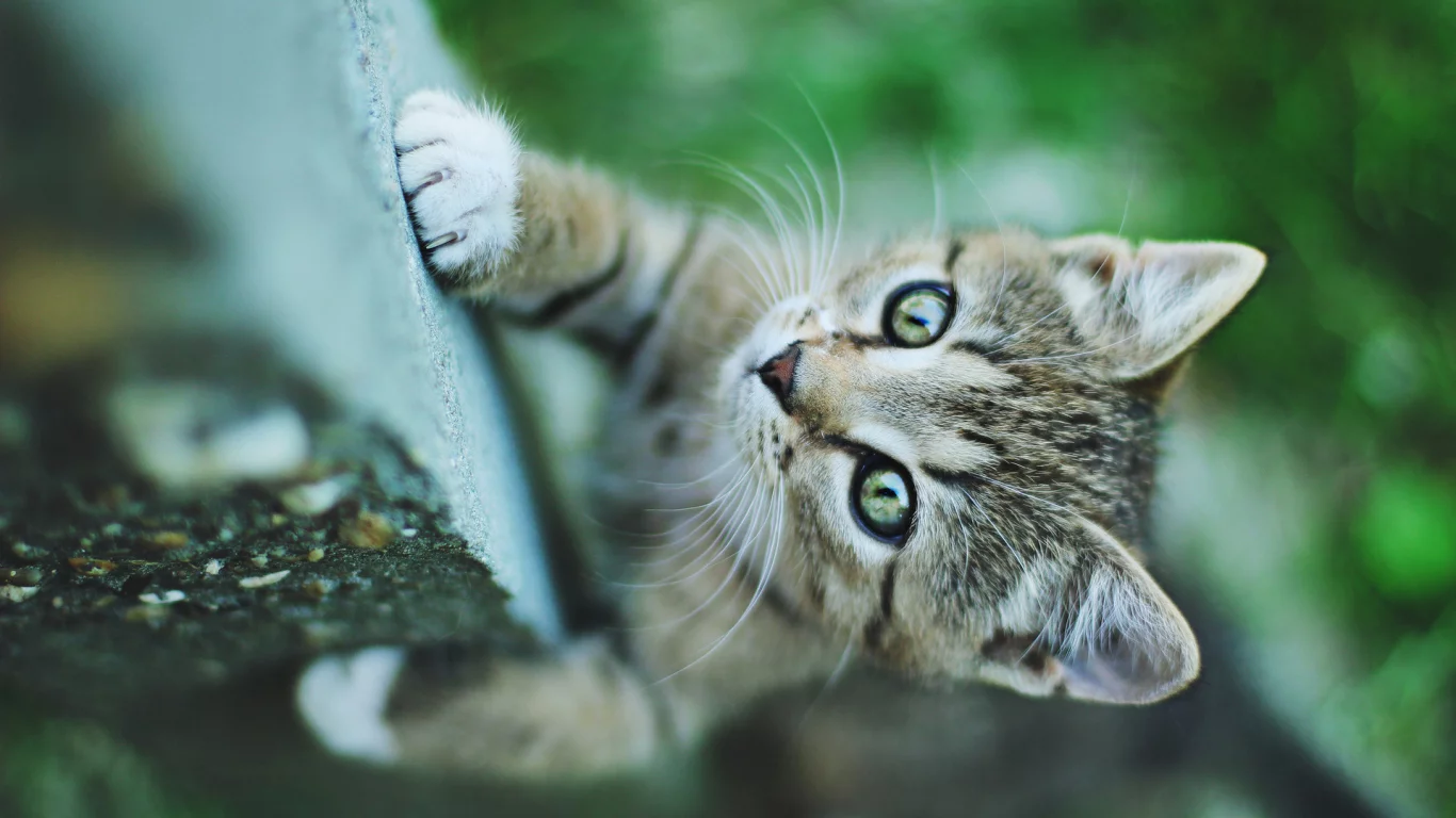кот, взгляд, маленький