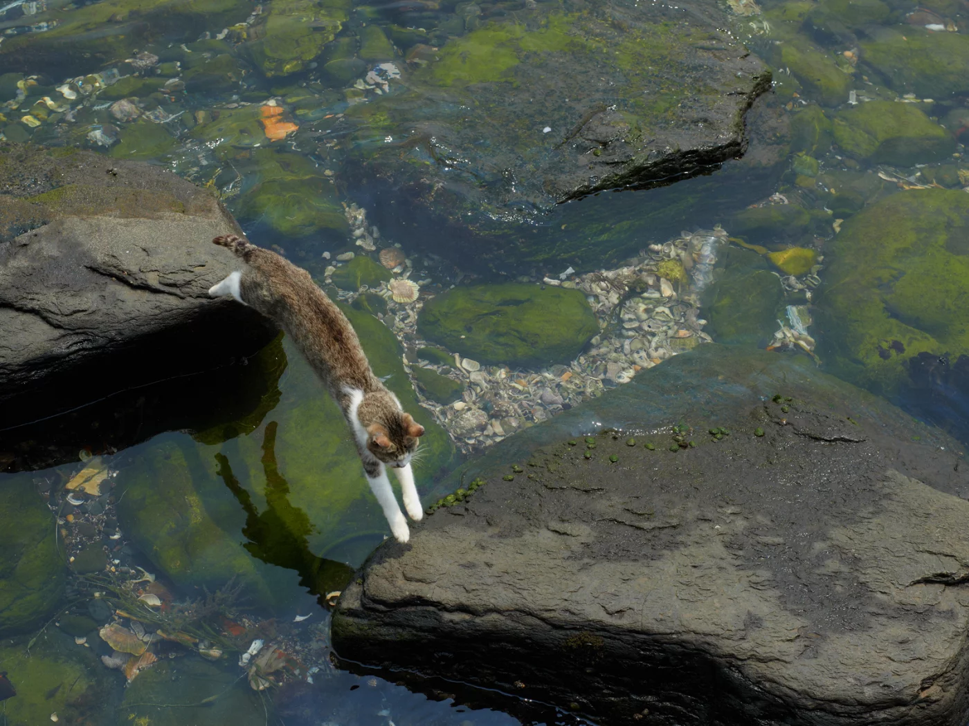 кошка, у воды, прыгает с камня на камень