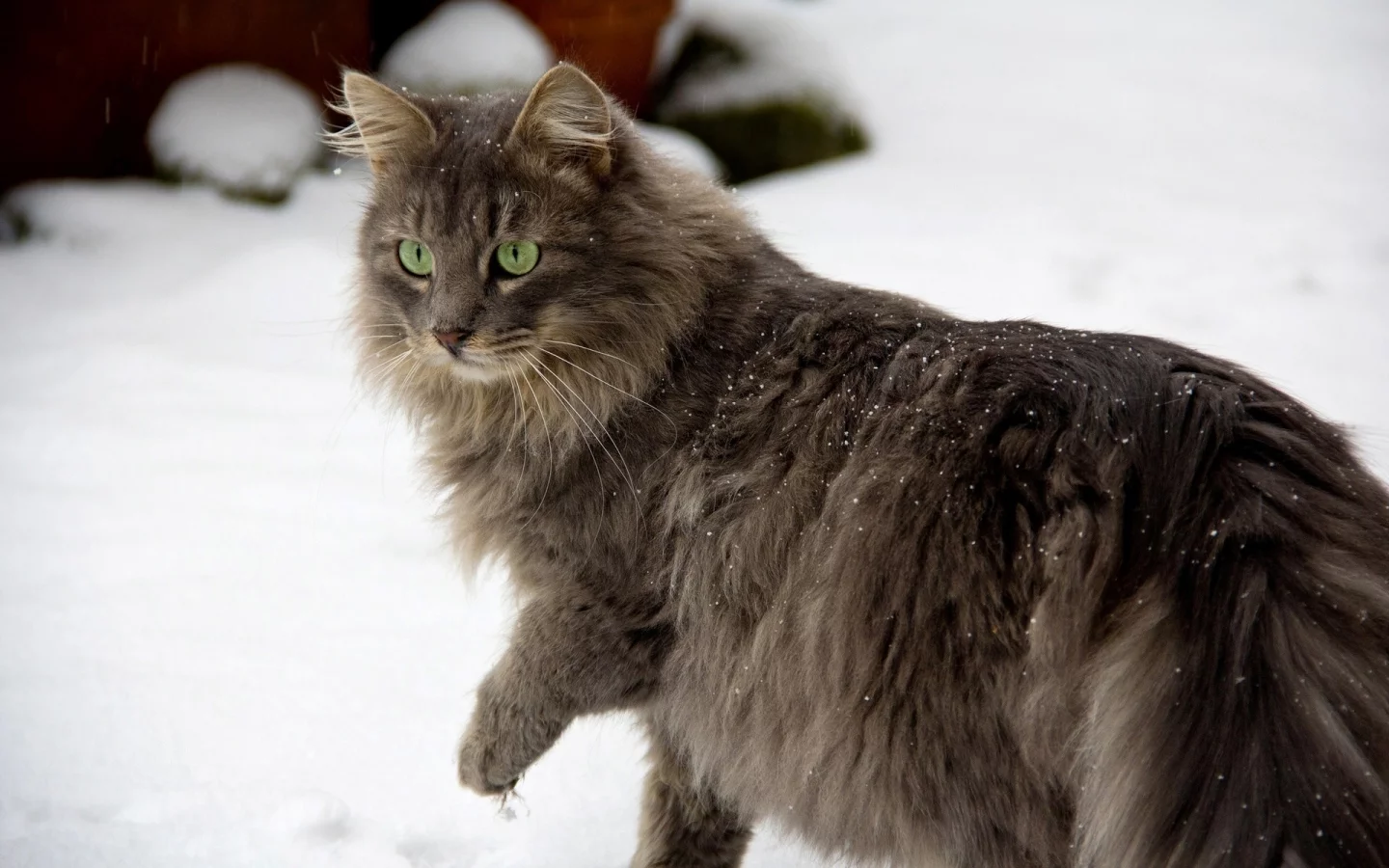 кот, снег
