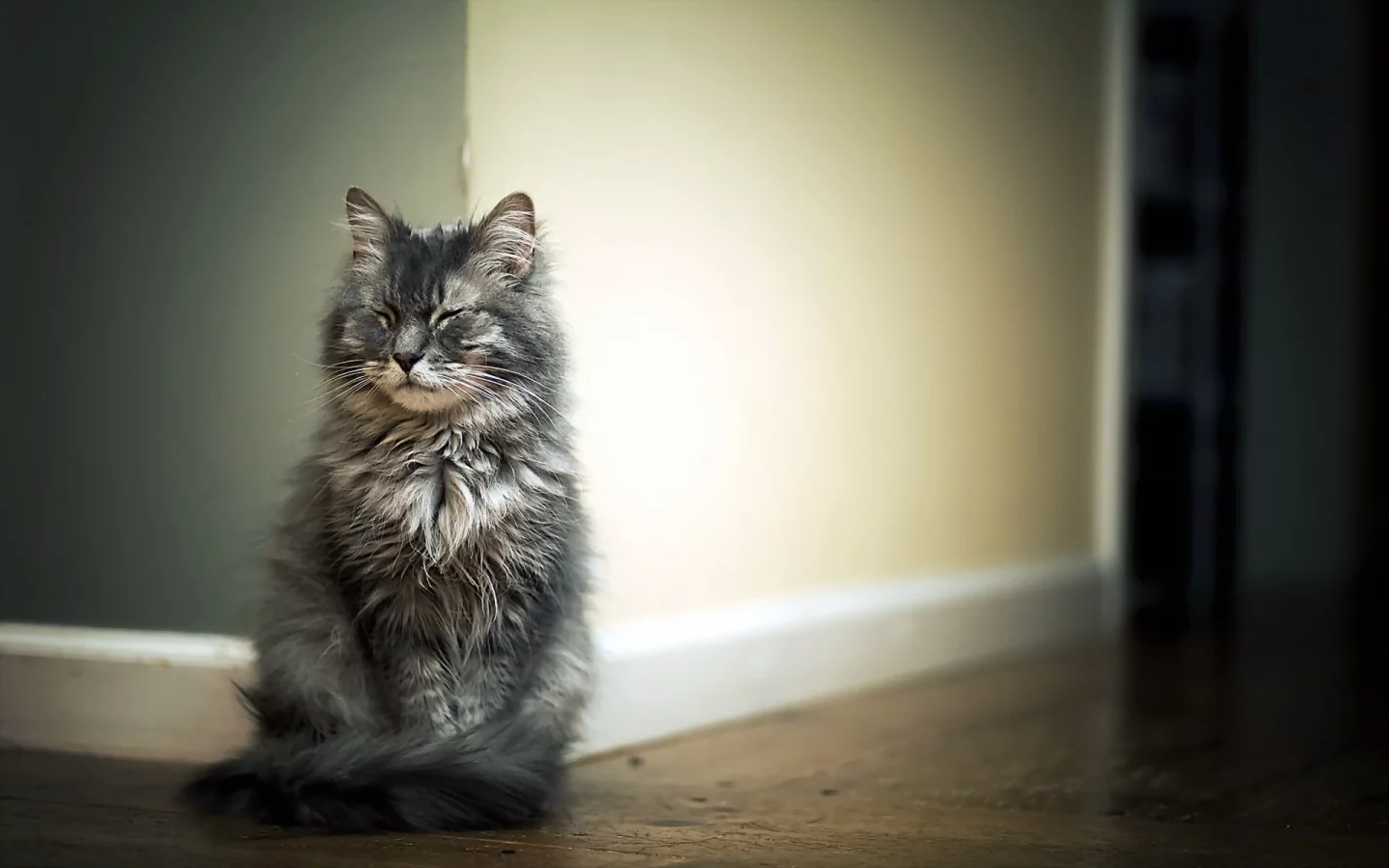 кот, животное, сидит