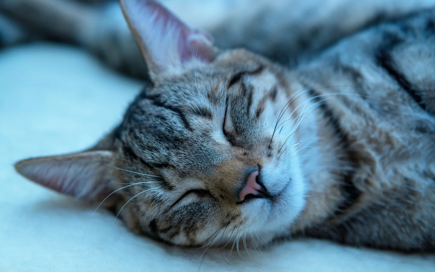 котёнок, спит, усы