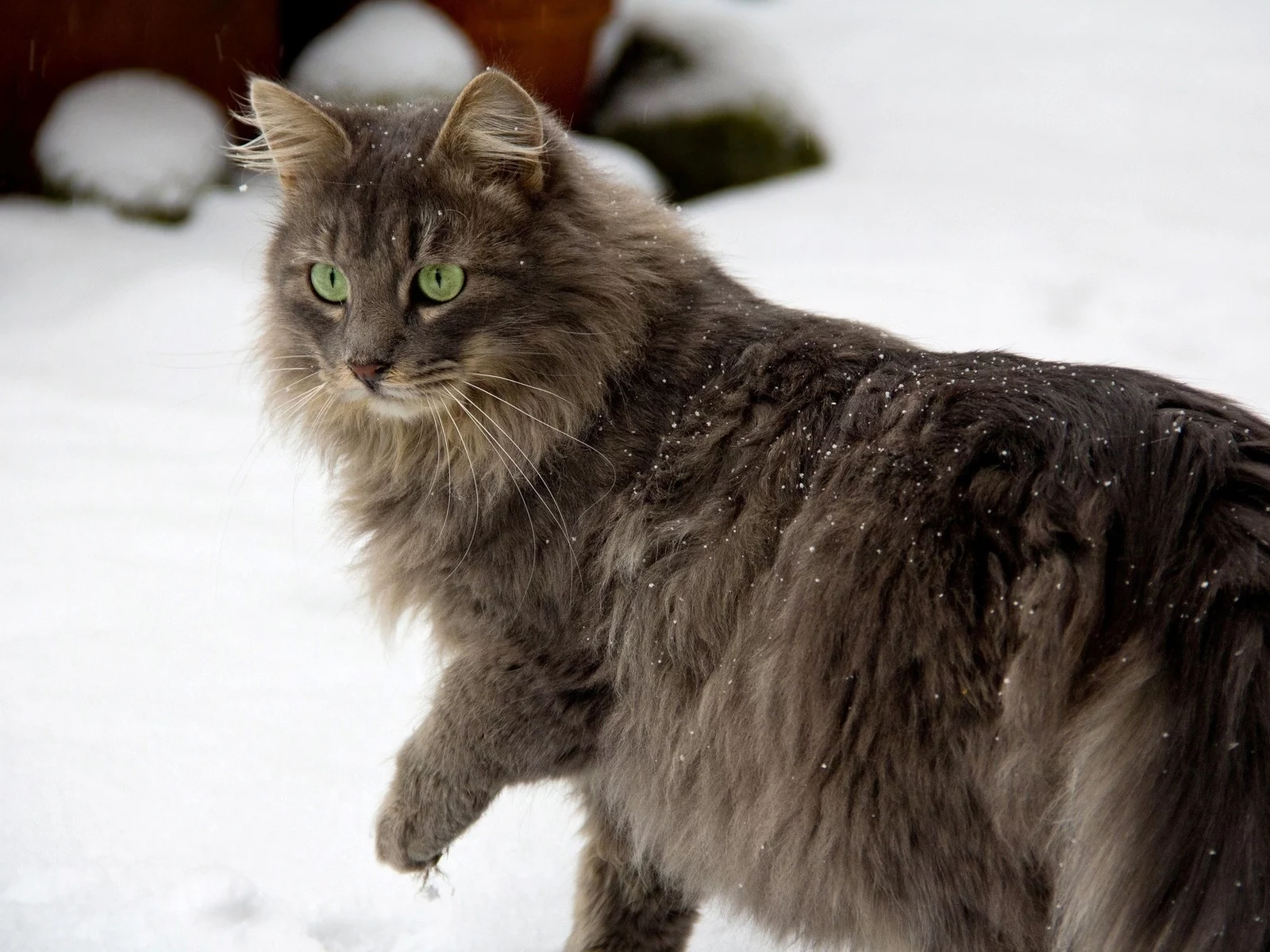 кот, снег