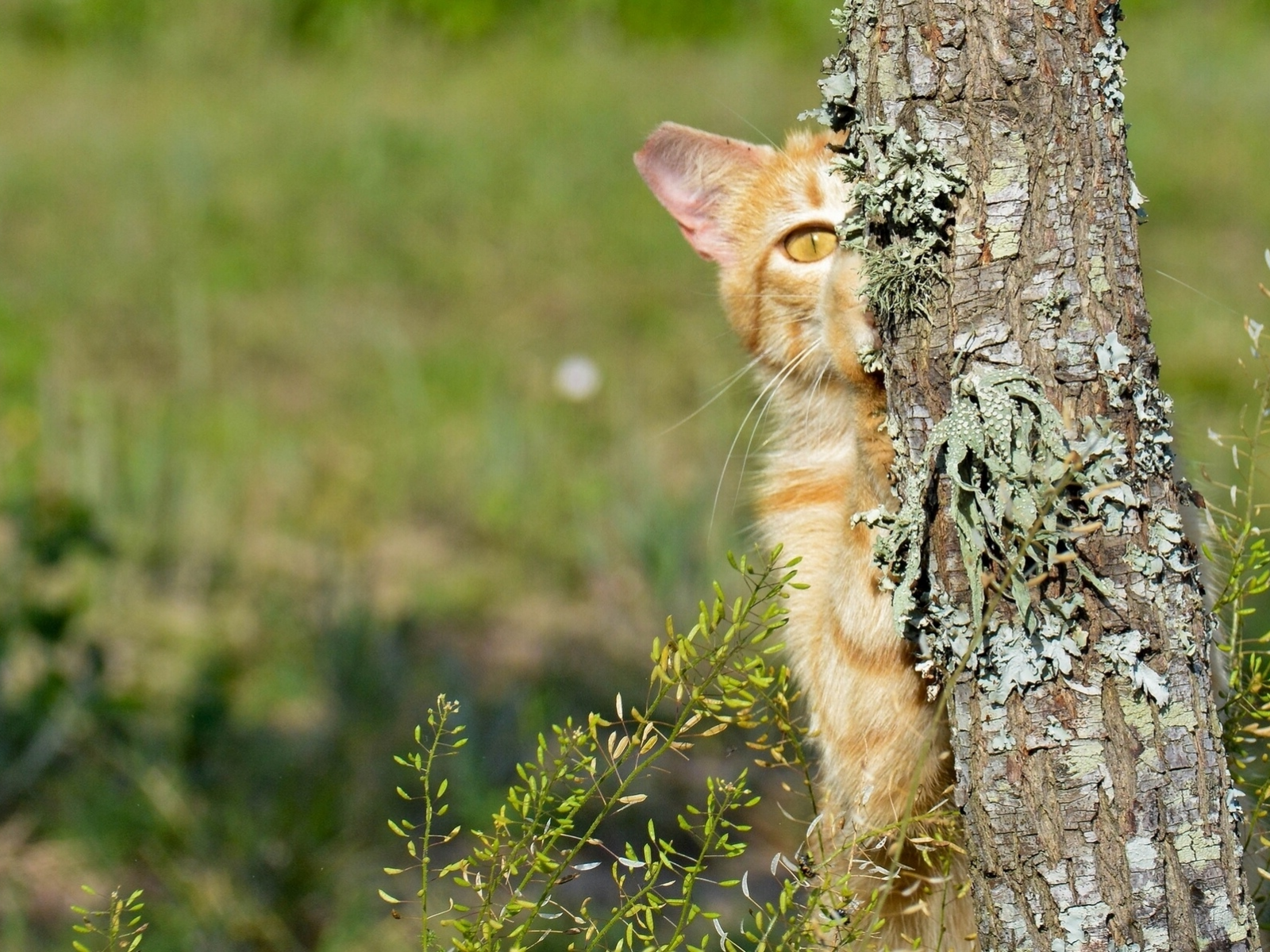 дерево, кот