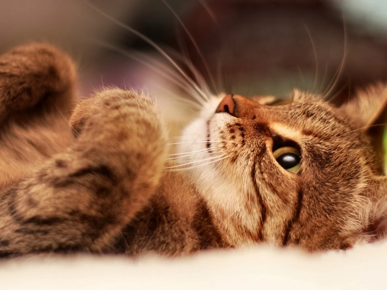 котёнок, взгляд, усы