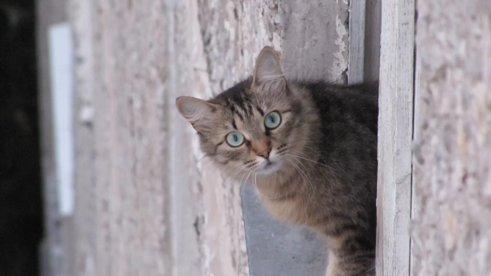 кот, взгляд, животное