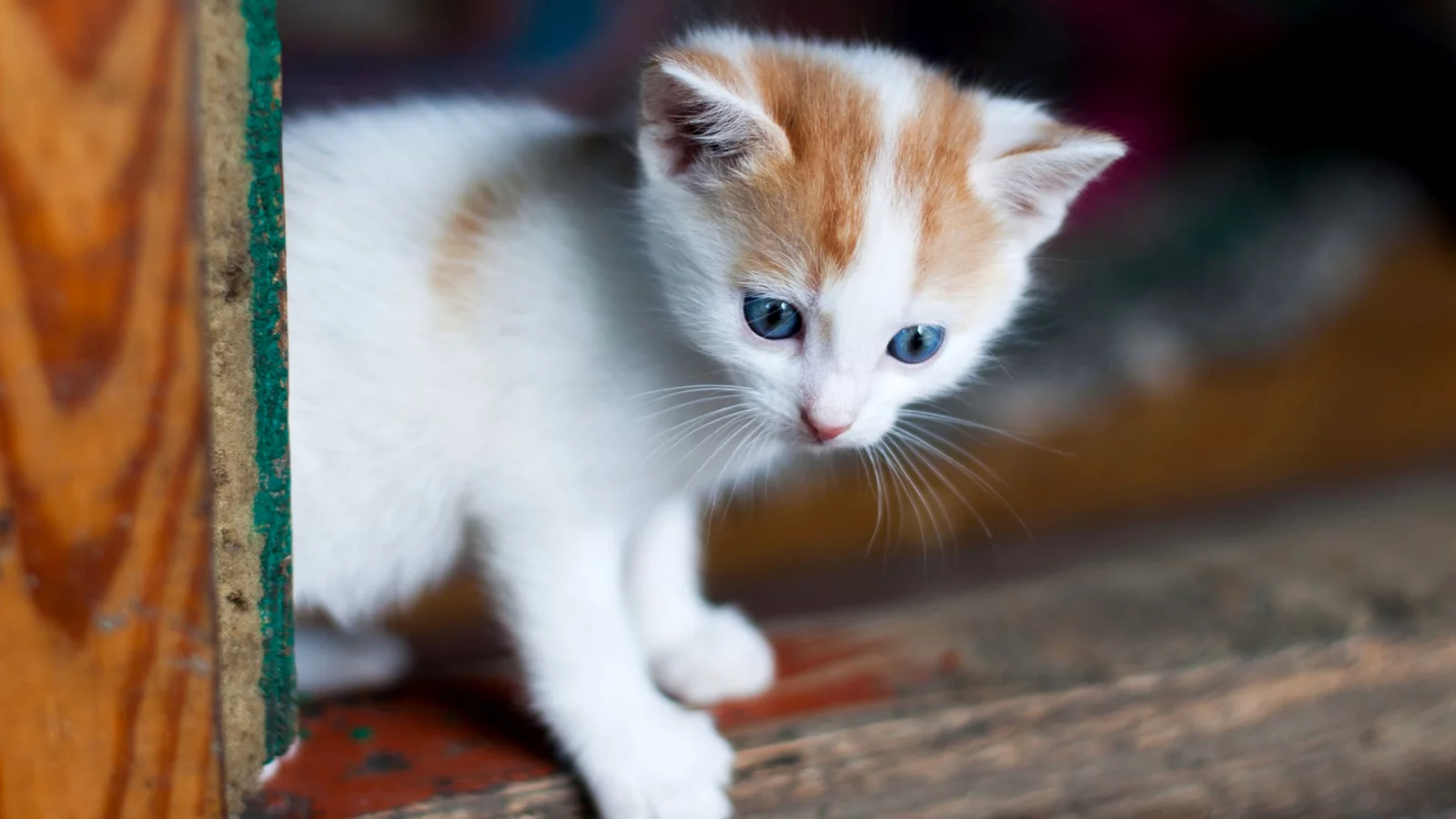 котёнок, маленький