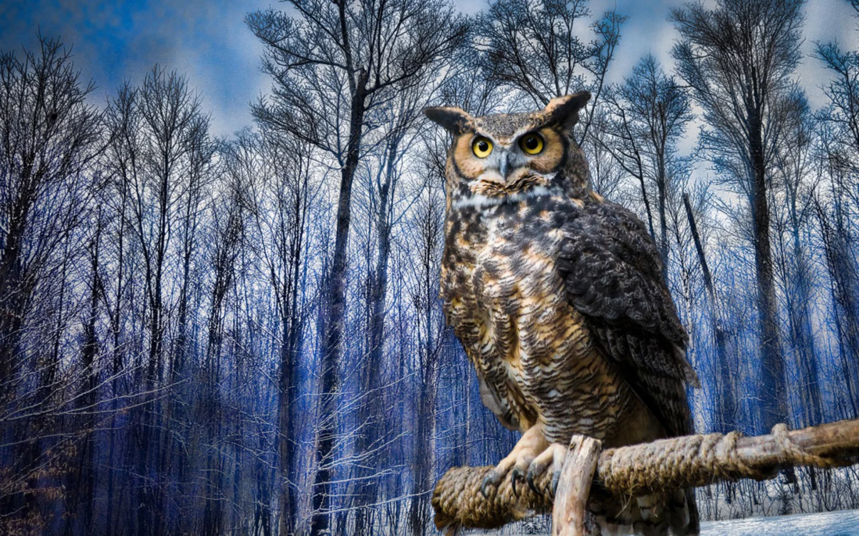 филин, птица