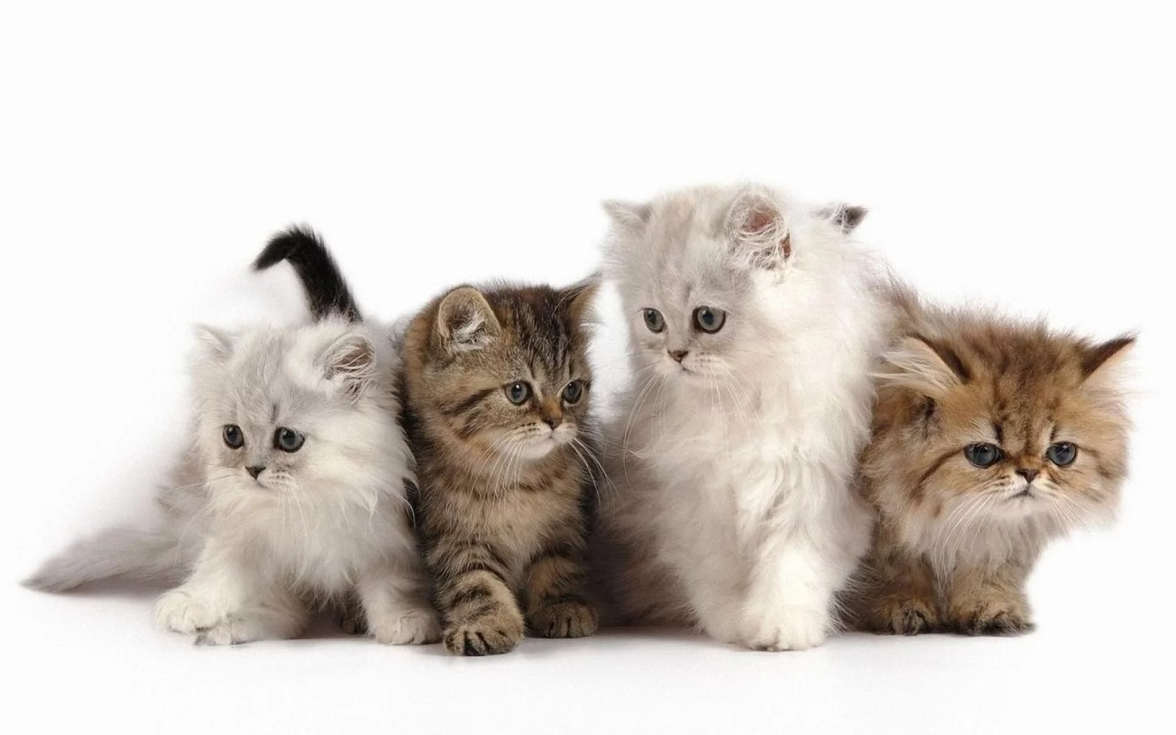 котята, животные, маленькие