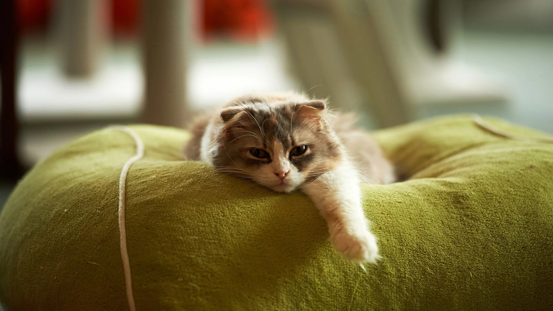 кот, взгляд, лежит