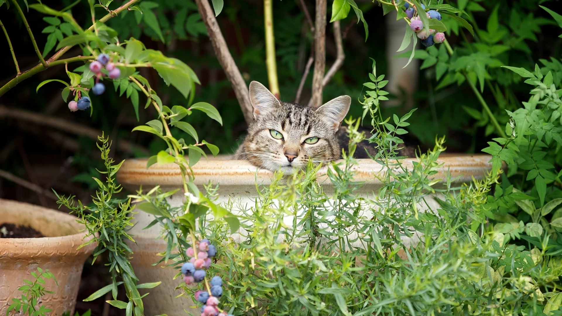 кот, взгляд, усы