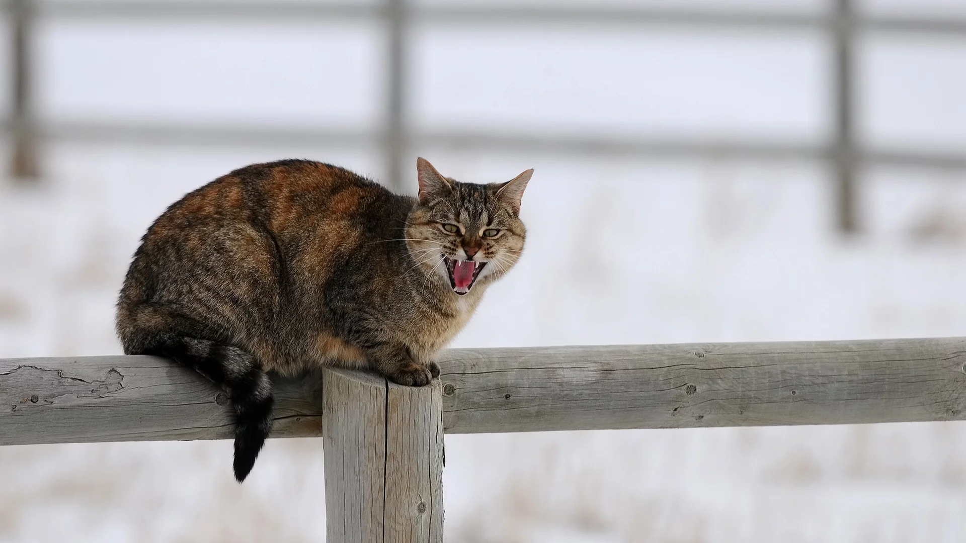 кот, взгляд, животное