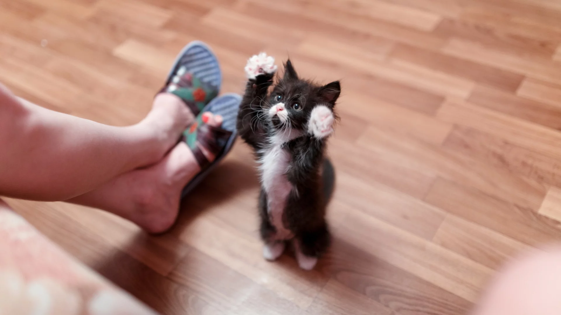 котёнок, маленький, сидит подняв лапы