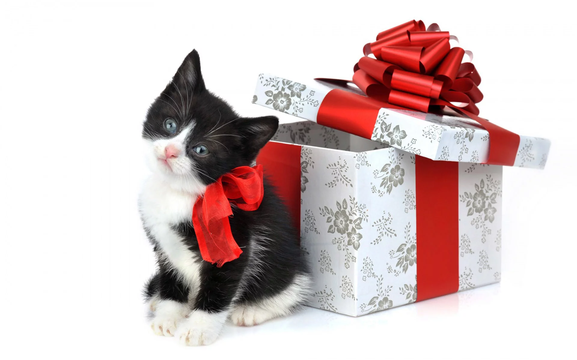 котёнок, маленький, подарок