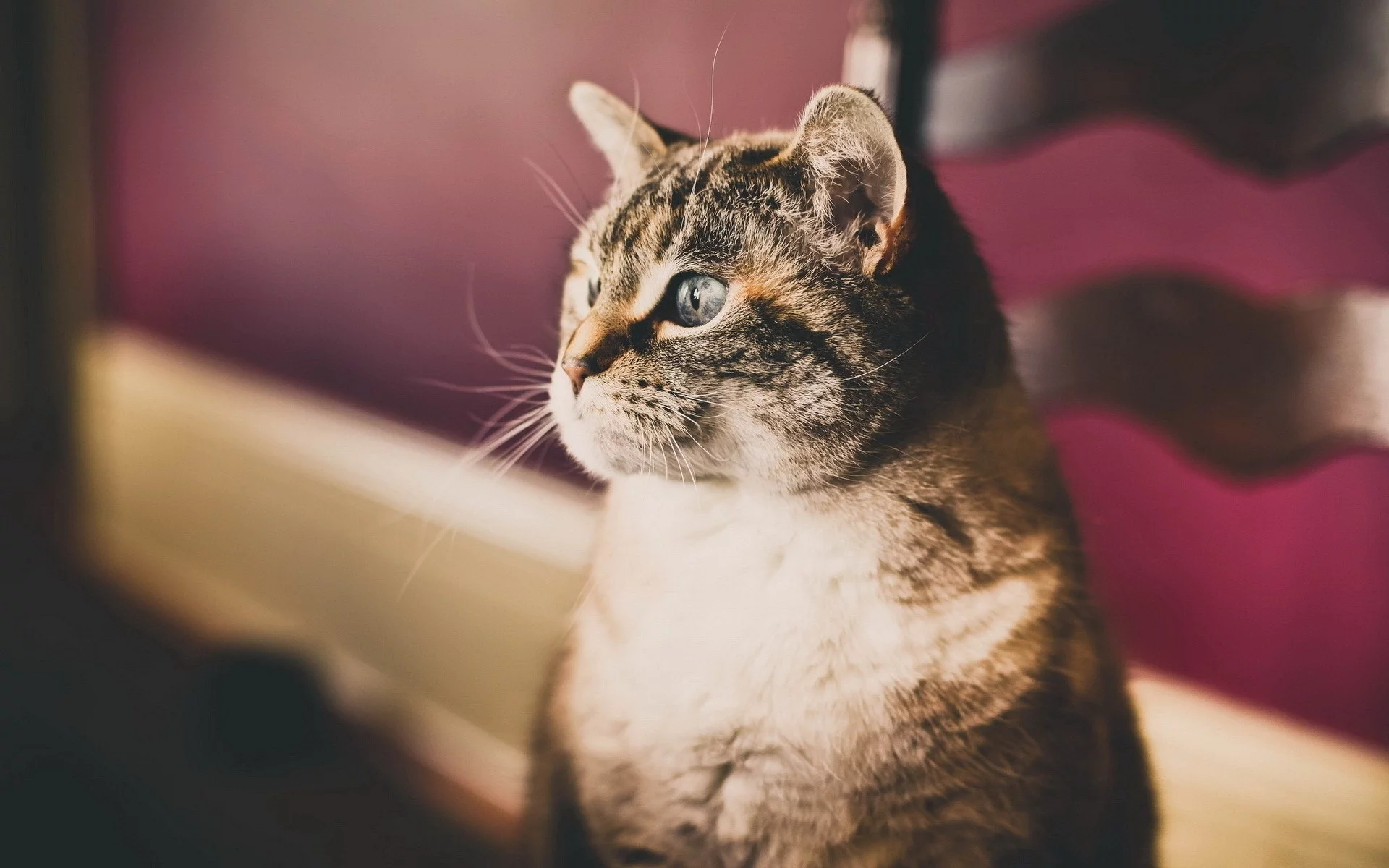 кот, взгляд