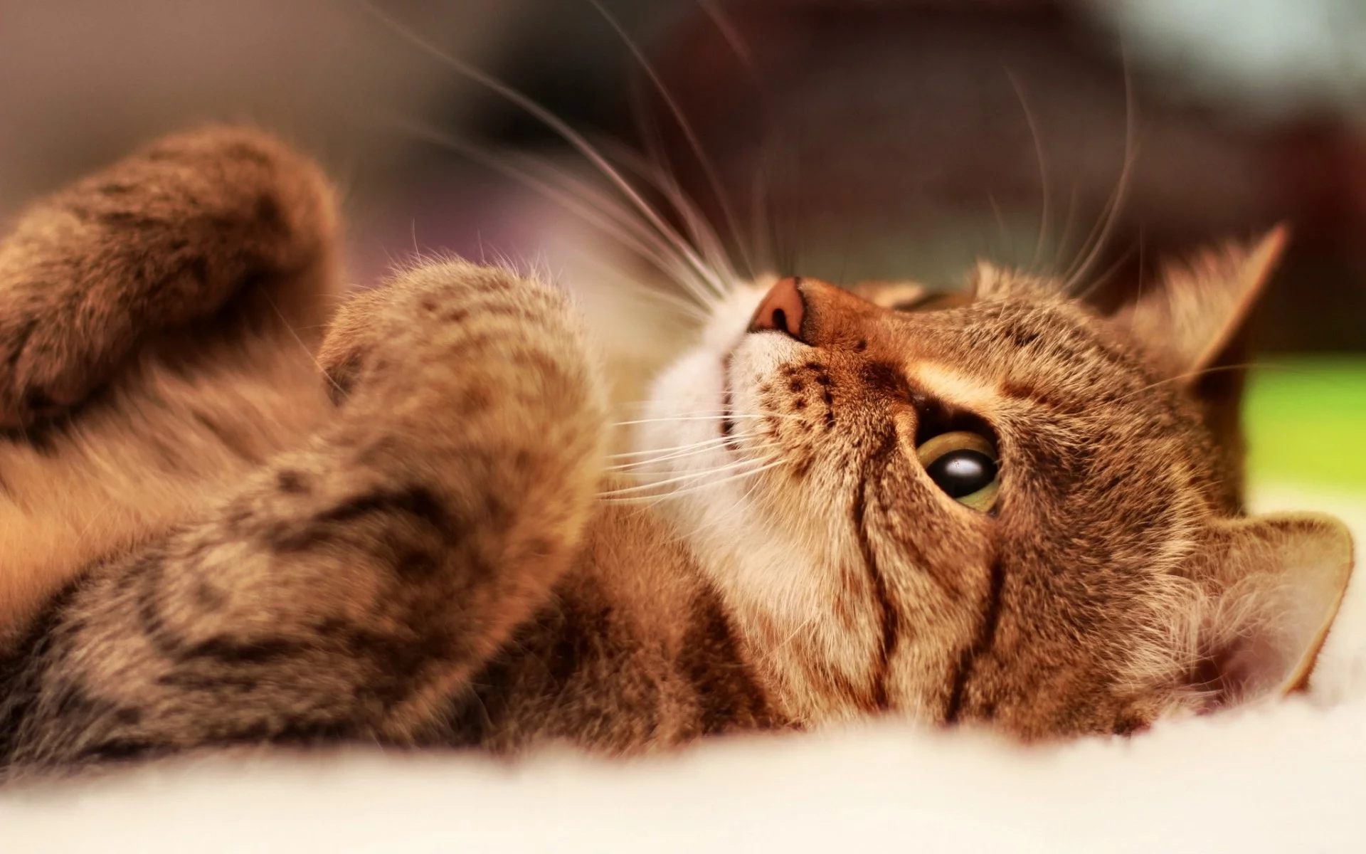 котёнок, взгляд, усы