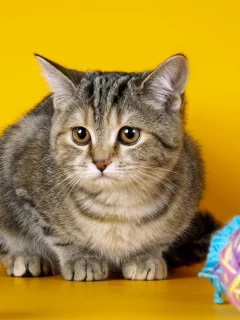кошка, взгляд, животное