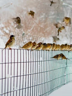 воробьи, зима, снег
