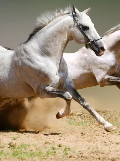 лошади, животные