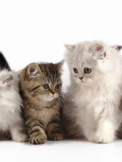 котята, животные, маленькие