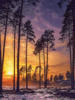 зима, снег, деревья