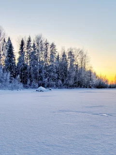 зима, снег, лес