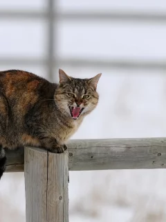 кот, взгляд, животное