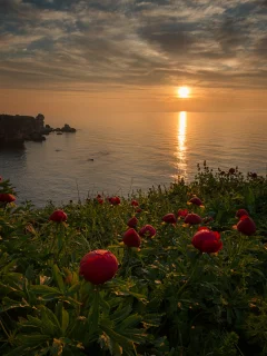 море, берег, цветы, закат