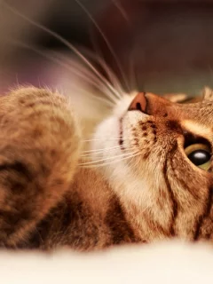 котёнок, взгляд, усы