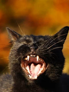 кот, пасть, зубы