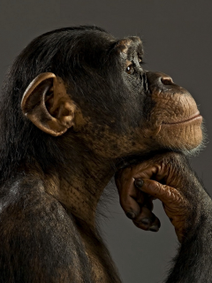 обезьяна, животное, шимпанзе