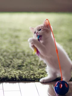котёнок, маленький, играет