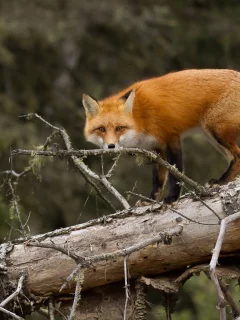 лиса, животные, дерево