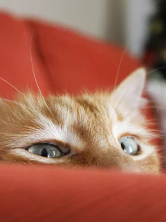 кот, взгляд