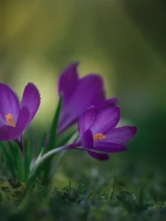 цветы, весна