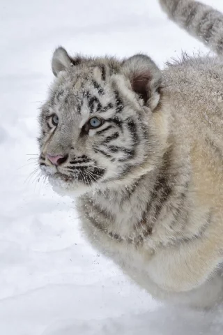 тигрёнок, маленький, животное