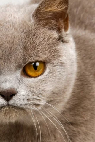 кошка, взгляд, животное