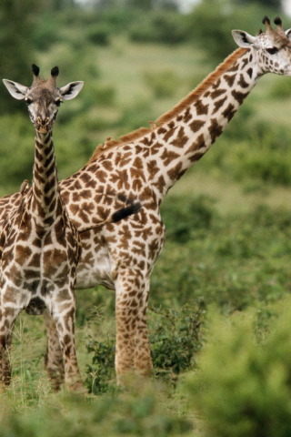жирафы, животные, африка
